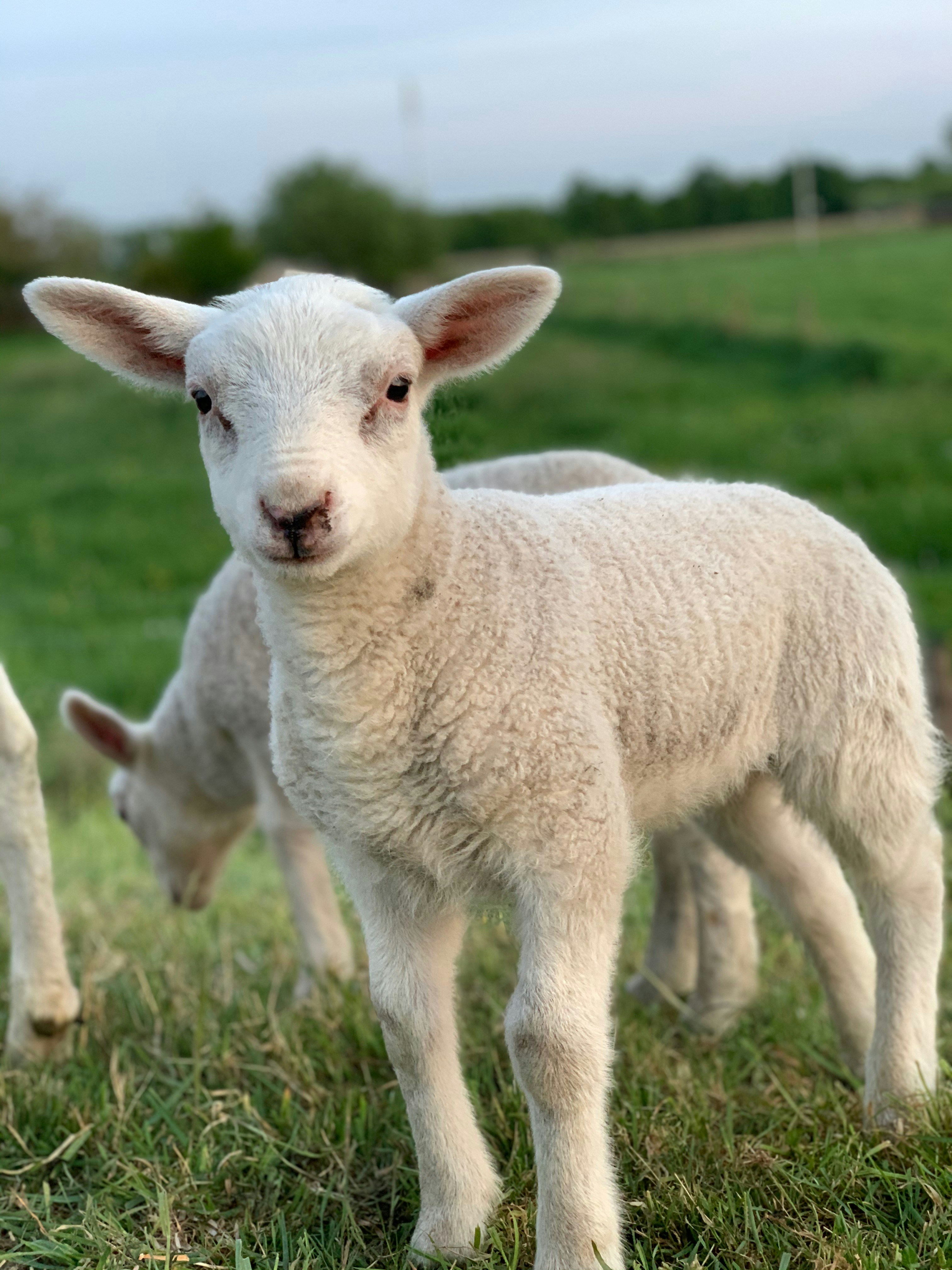 Tender premium lamb meat for export markets