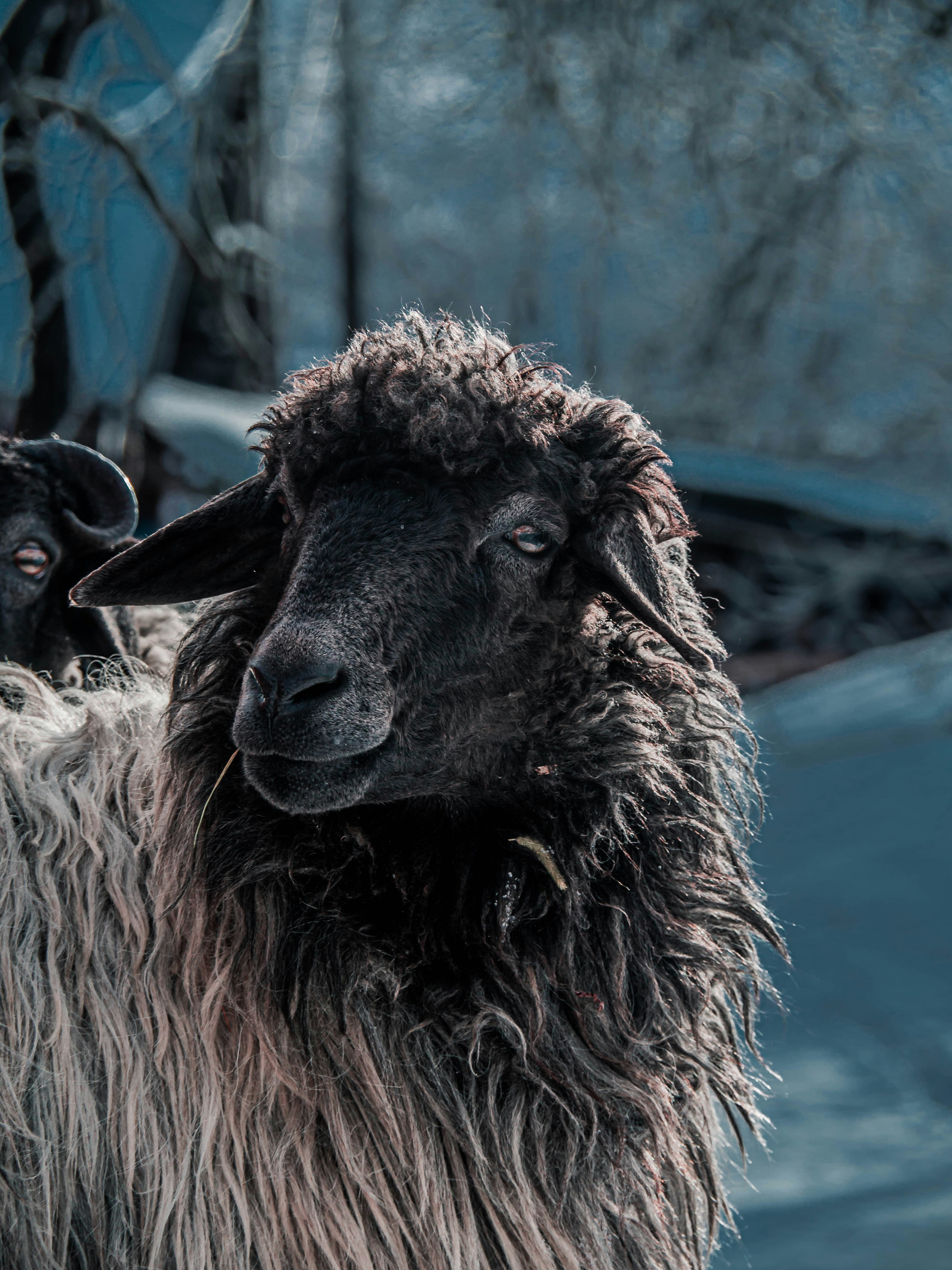 Premium export-quality sheep meat from sustainable farms